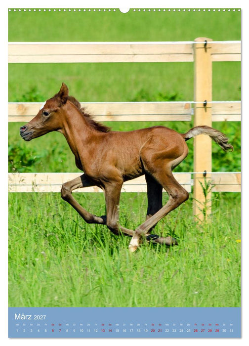 Arabische Anmut in Klein (CALVENDO Premium Wandkalender 2027)