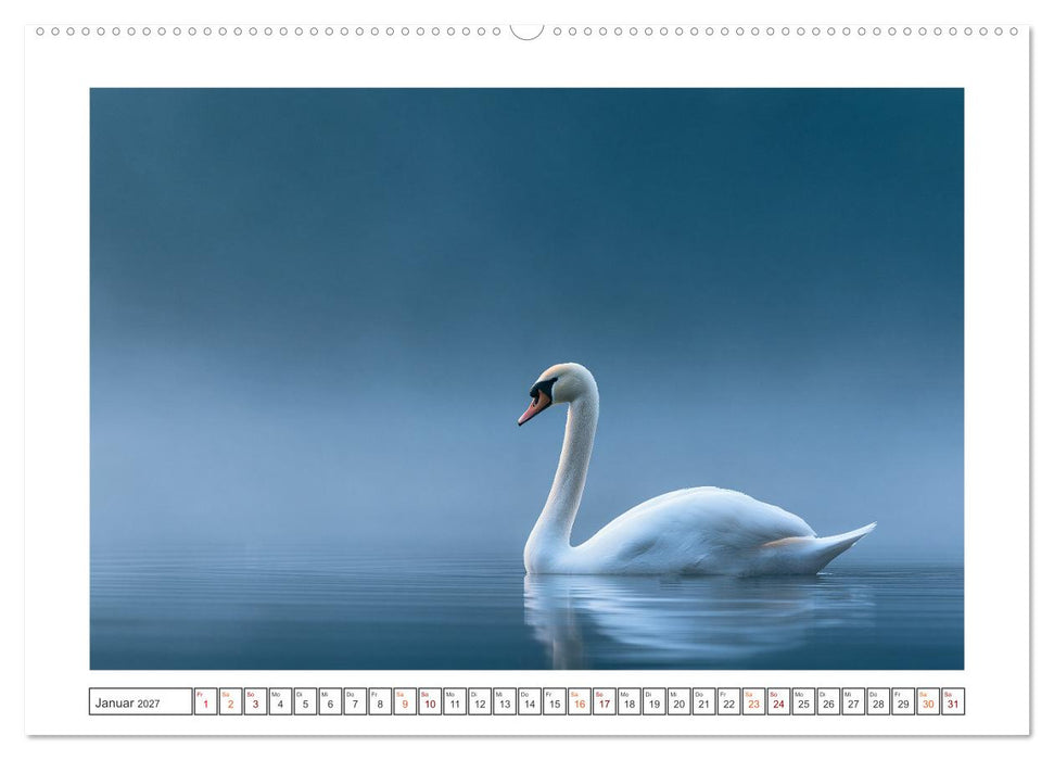 Magische Schwanenwelt (CALVENDO Wandkalender 2027)