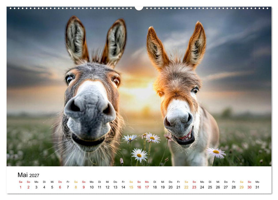 Esel - Humor mit langen Ohren (CALVENDO Premium Wandkalender 2027)