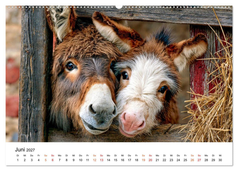 Esel - Humor mit langen Ohren (CALVENDO Premium Wandkalender 2027)