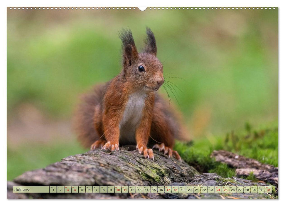 Niedliche Baumkobolde (CALVENDO Premium Wandkalender 2027)