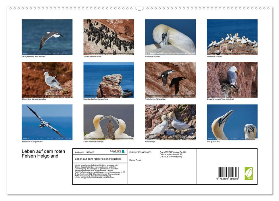 Leben auf dem roten Felsen Helgoland (CALVENDO Premium Wandkalender 2027)