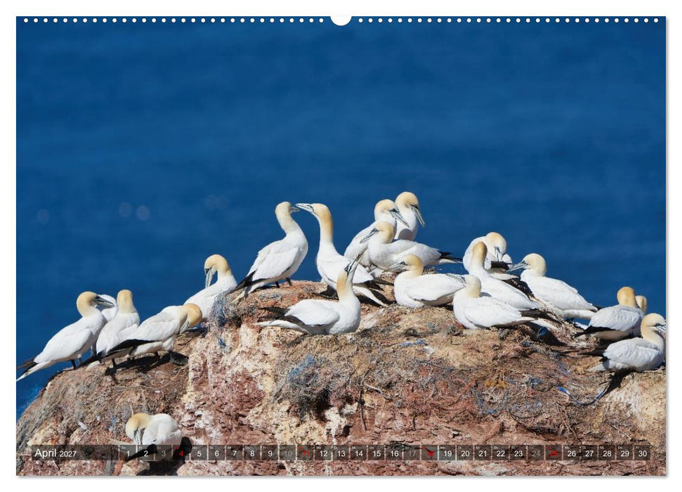 Leben auf dem roten Felsen Helgoland (CALVENDO Premium Wandkalender 2027)