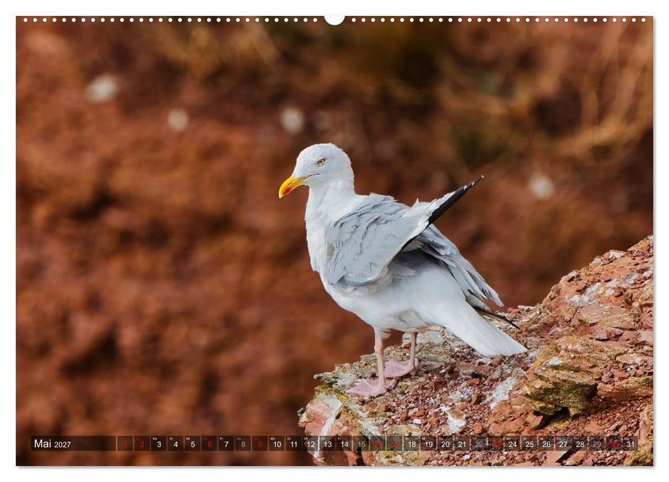 Leben auf dem roten Felsen Helgoland (CALVENDO Premium Wandkalender 2027)