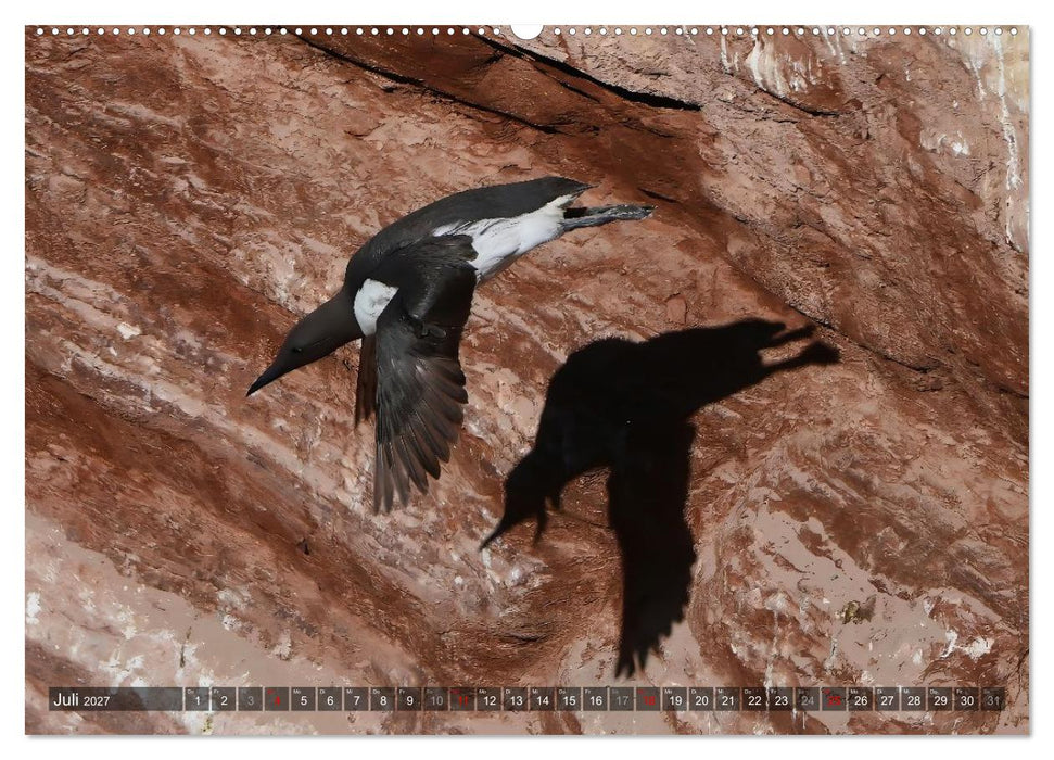 Leben auf dem roten Felsen Helgoland (CALVENDO Premium Wandkalender 2027)