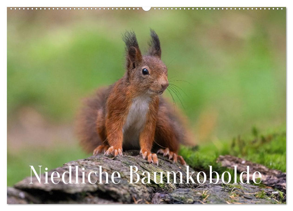 Niedliche Baumkobolde (CALVENDO Wandkalender 2027)