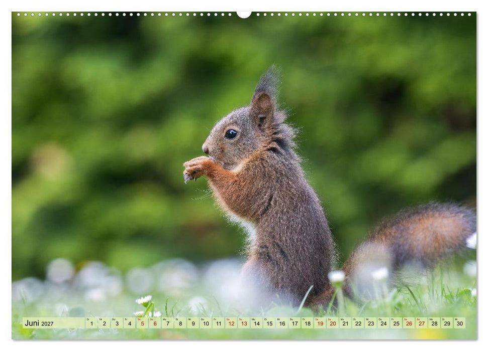 Niedliche Baumkobolde (CALVENDO Wandkalender 2027)