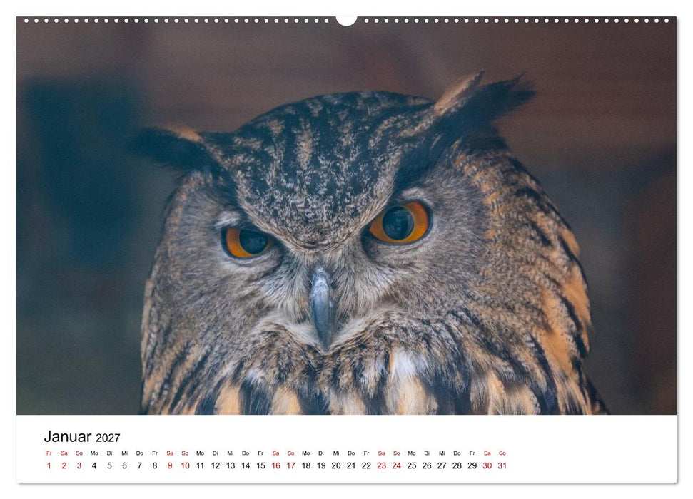 Faszination Greifvögel - Ausdrucksstarke Porträts aus nächster Nähe (CALVENDO Wandkalender 2027)