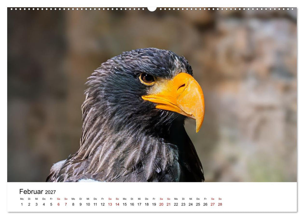 Faszination Greifvögel - Ausdrucksstarke Porträts aus nächster Nähe (CALVENDO Wandkalender 2027)