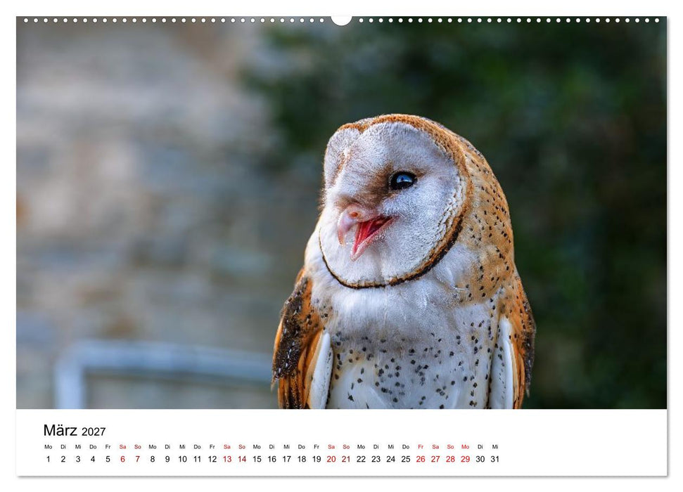 Faszination Greifvögel - Ausdrucksstarke Porträts aus nächster Nähe (CALVENDO Wandkalender 2027)