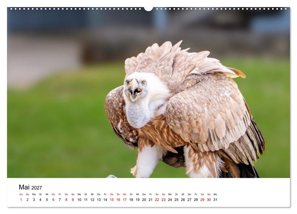 Faszination Greifvögel - Ausdrucksstarke Porträts aus nächster Nähe (CALVENDO Wandkalender 2027)