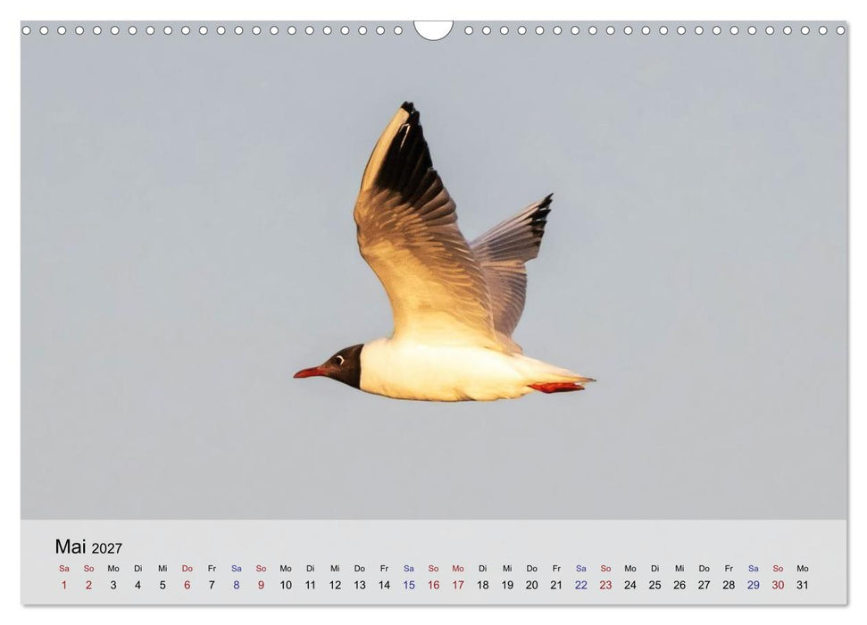 Fanø - zauberhafte Nordseeinsel zwischen Himmel und Meer (CALVENDO Wandkalender 2027)