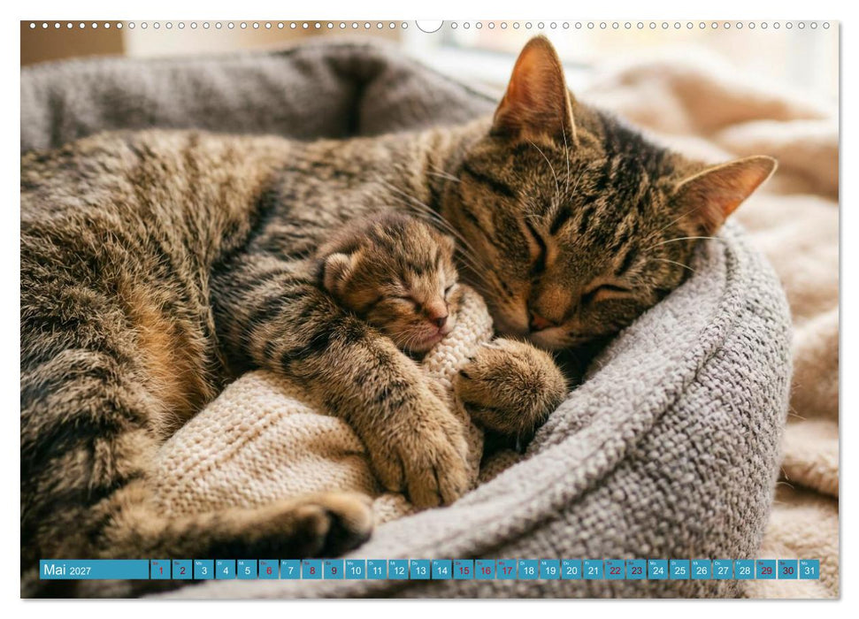 Besuch im Katzenkörbchen (CALVENDO Wandkalender 2027)
