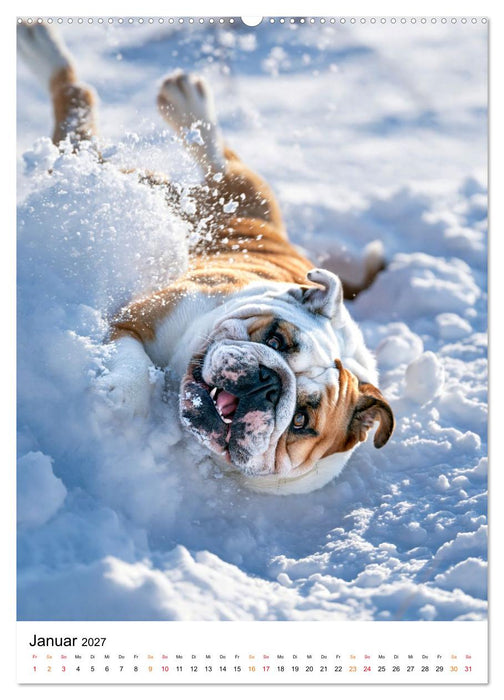 English Bulldog - Für Liebhaber britischer Originale (CALVENDO Wandkalender 2027)