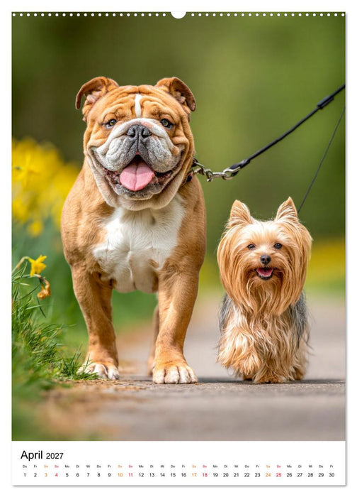 English Bulldog - Für Liebhaber britischer Originale (CALVENDO Wandkalender 2027)