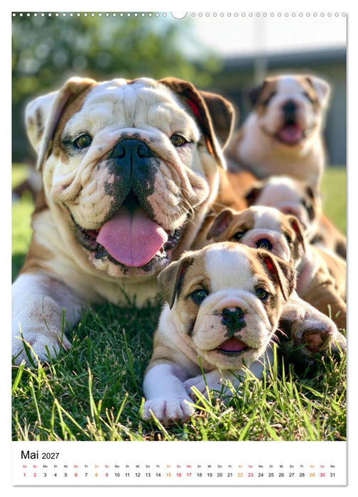 English Bulldog - Für Liebhaber britischer Originale (CALVENDO Wandkalender 2027)