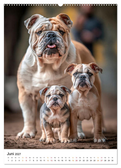 English Bulldog - Für Liebhaber britischer Originale (CALVENDO Wandkalender 2027)