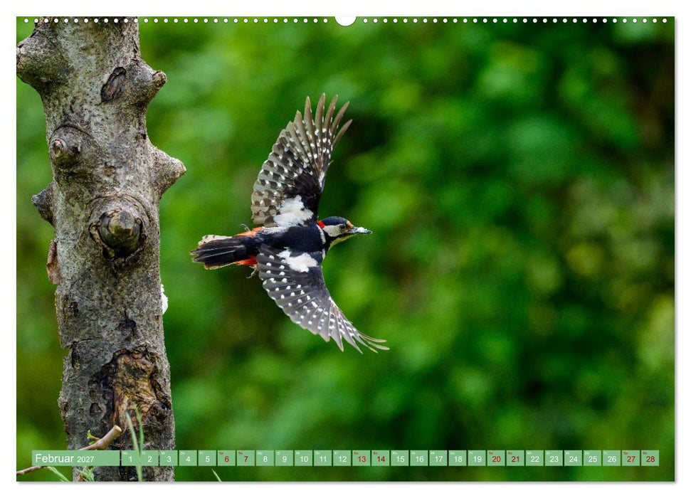 Buntspechte im Flug (CALVENDO Premium Wandkalender 2027)