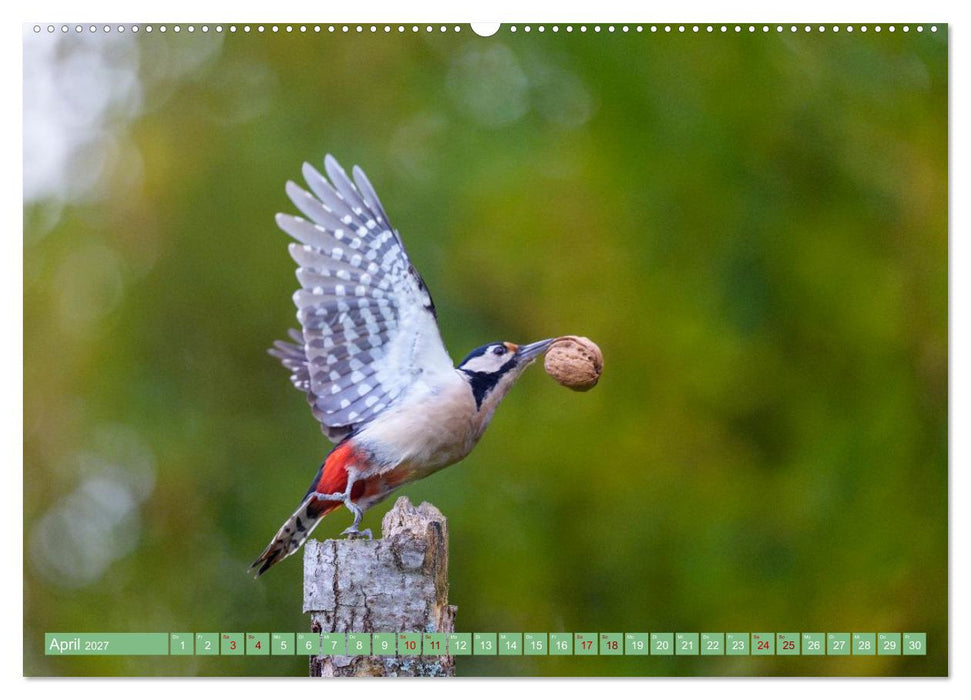 Buntspechte im Flug (CALVENDO Premium Wandkalender 2027)