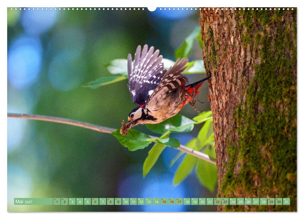 Buntspechte im Flug (CALVENDO Premium Wandkalender 2027)