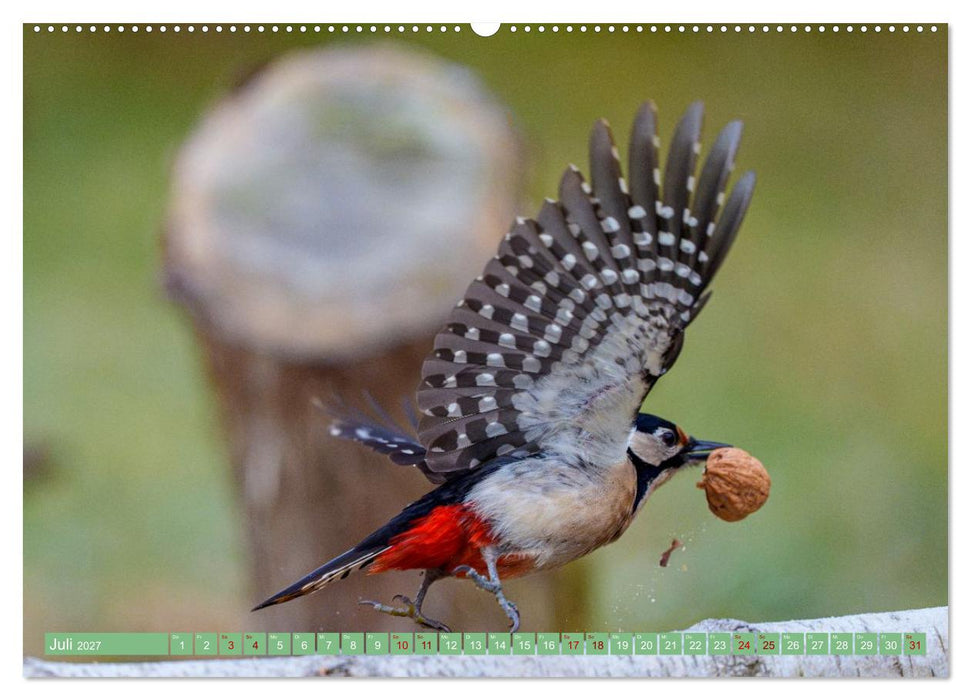 Buntspechte im Flug (CALVENDO Premium Wandkalender 2027)