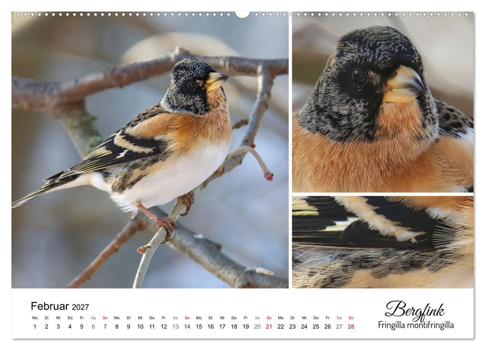 Meine Lieblingsvögel (CALVENDO Premium Wandkalender 2027)