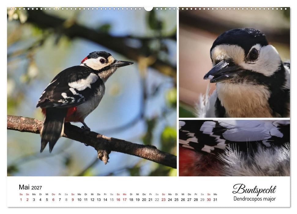 Meine Lieblingsvögel (CALVENDO Premium Wandkalender 2027)