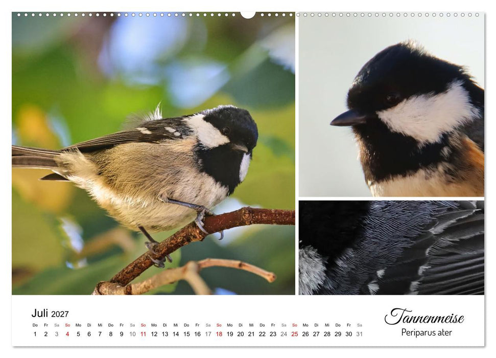 Meine Lieblingsvögel (CALVENDO Premium Wandkalender 2027)