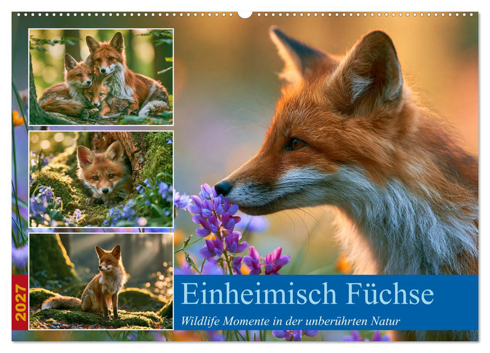Einheimische Füchse (CALVENDO Wandkalender 2027)