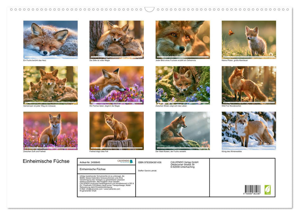 Einheimische Füchse (CALVENDO Wandkalender 2027)