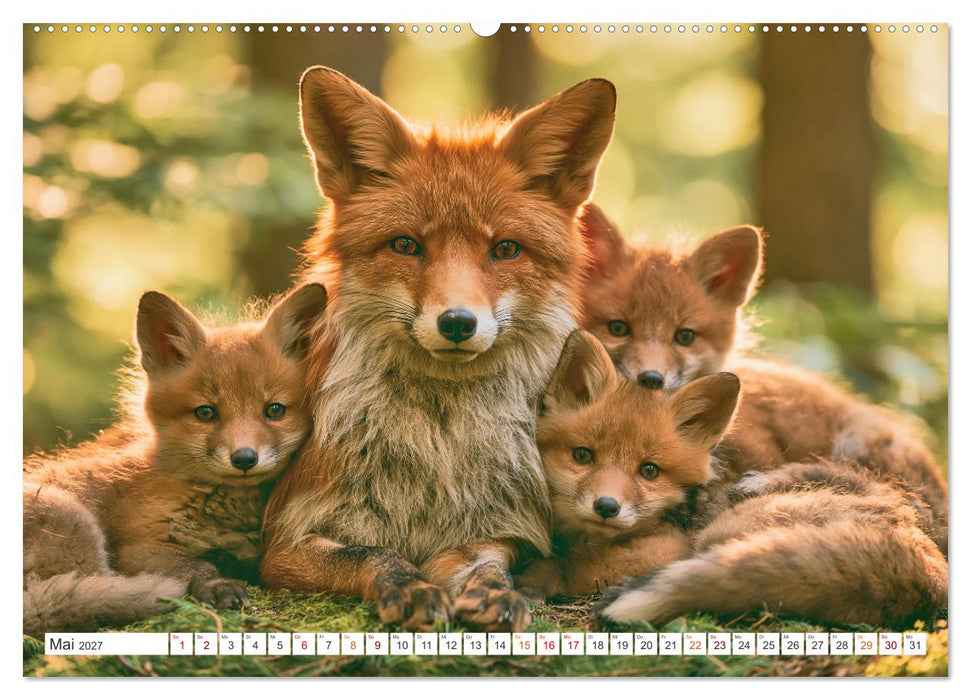 Einheimische Füchse (CALVENDO Wandkalender 2027)