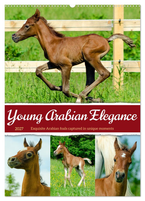 Young Arabian Elegance (CALVENDO Monthly Calendar 2027)