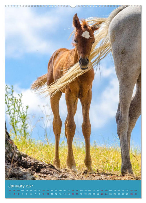Young Arabian Elegance (CALVENDO Monthly Calendar 2027)