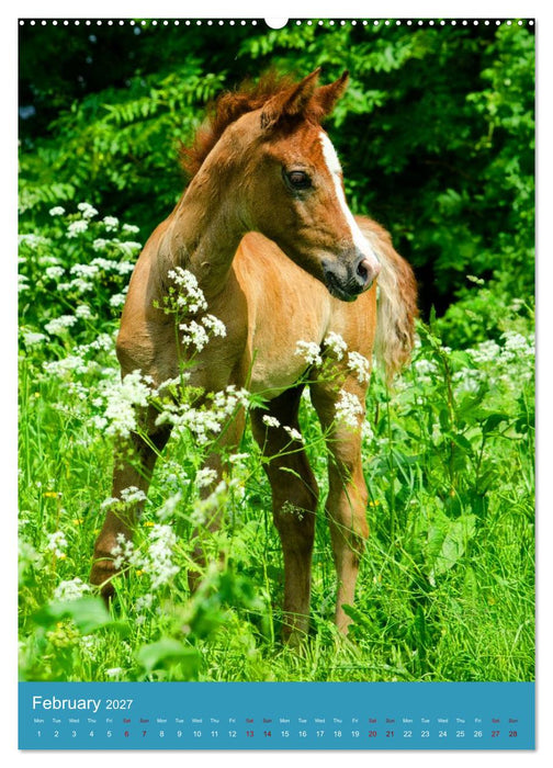 Young Arabian Elegance (CALVENDO Monthly Calendar 2027)
