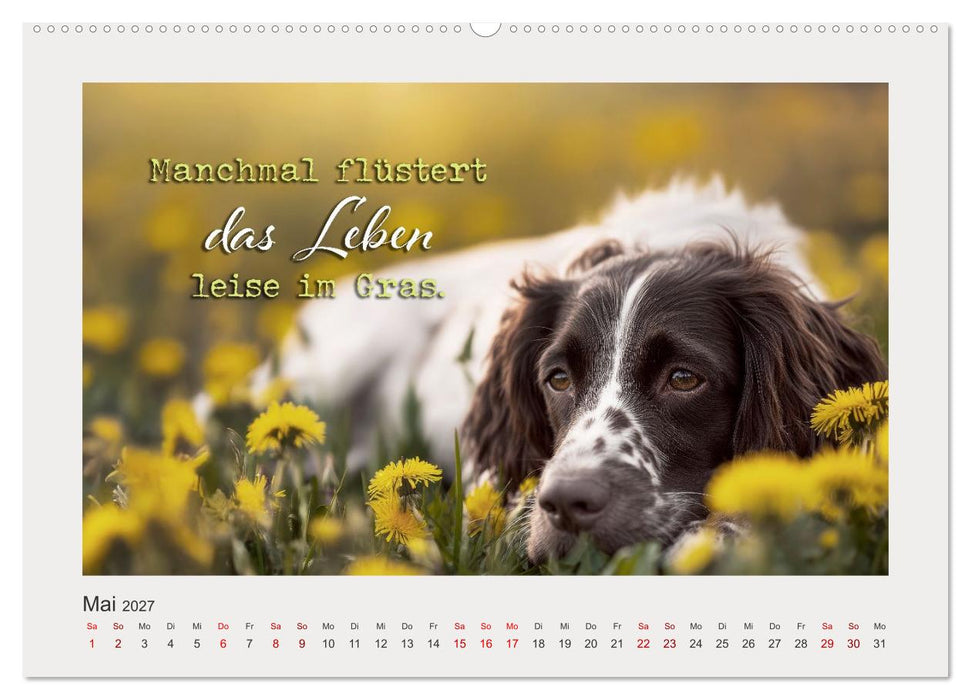 Hundepoesie - Augenblicke voller Seele (CALVENDO Premium Wandkalender 2027)