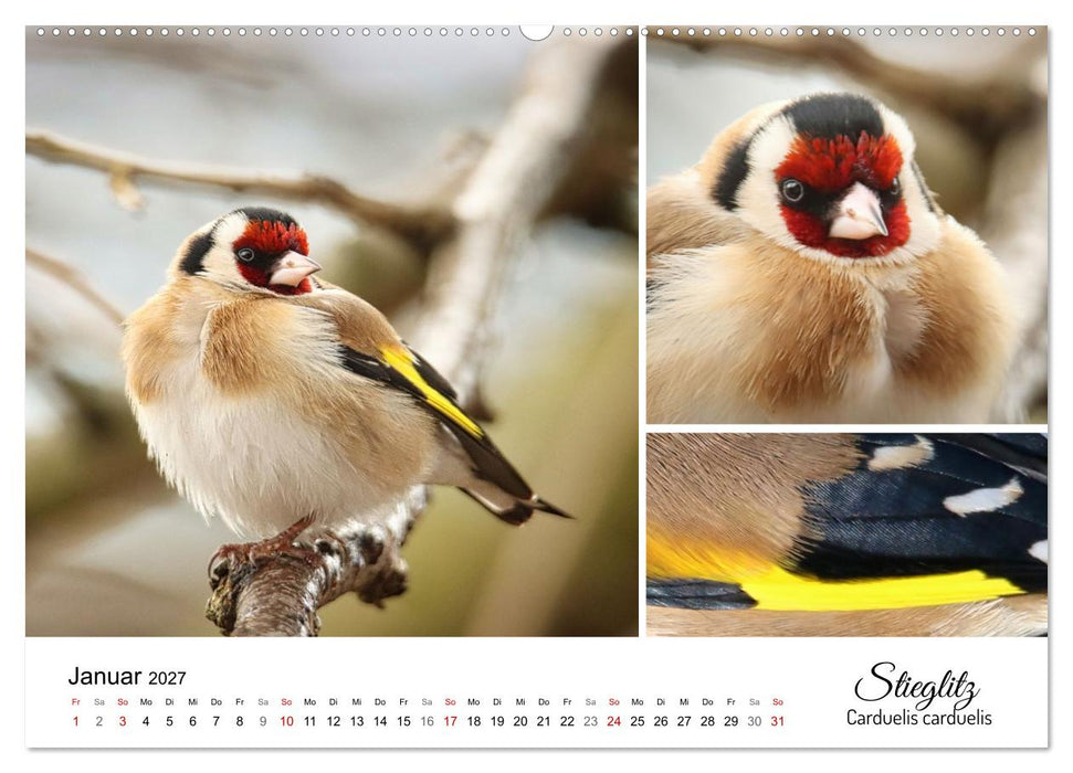 Meine Lieblingsvögel (CALVENDO Wandkalender 2027)