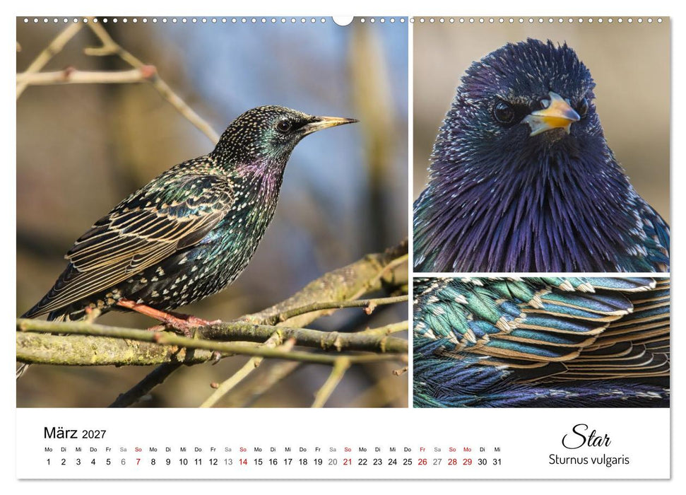 Meine Lieblingsvögel (CALVENDO Wandkalender 2027)