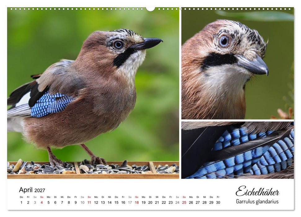 Meine Lieblingsvögel (CALVENDO Wandkalender 2027)