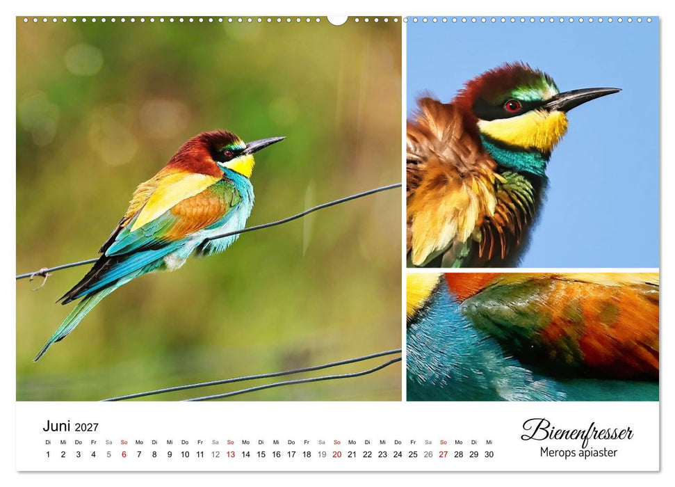 Meine Lieblingsvögel (CALVENDO Wandkalender 2027)
