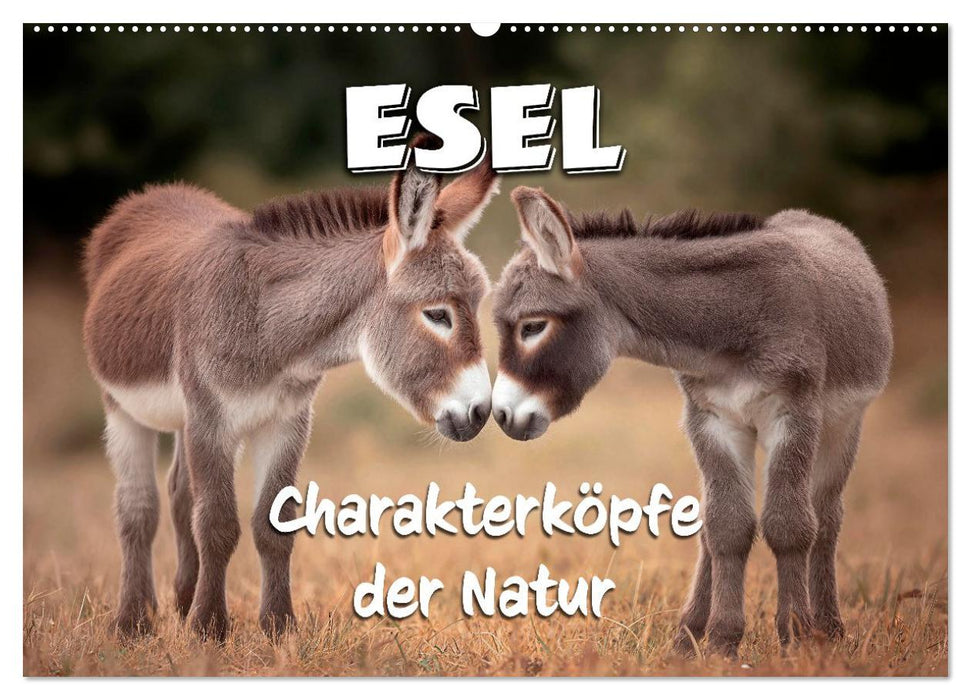 Esel - Charakterköpfe der Natur (CALVENDO Wandkalender 2027)