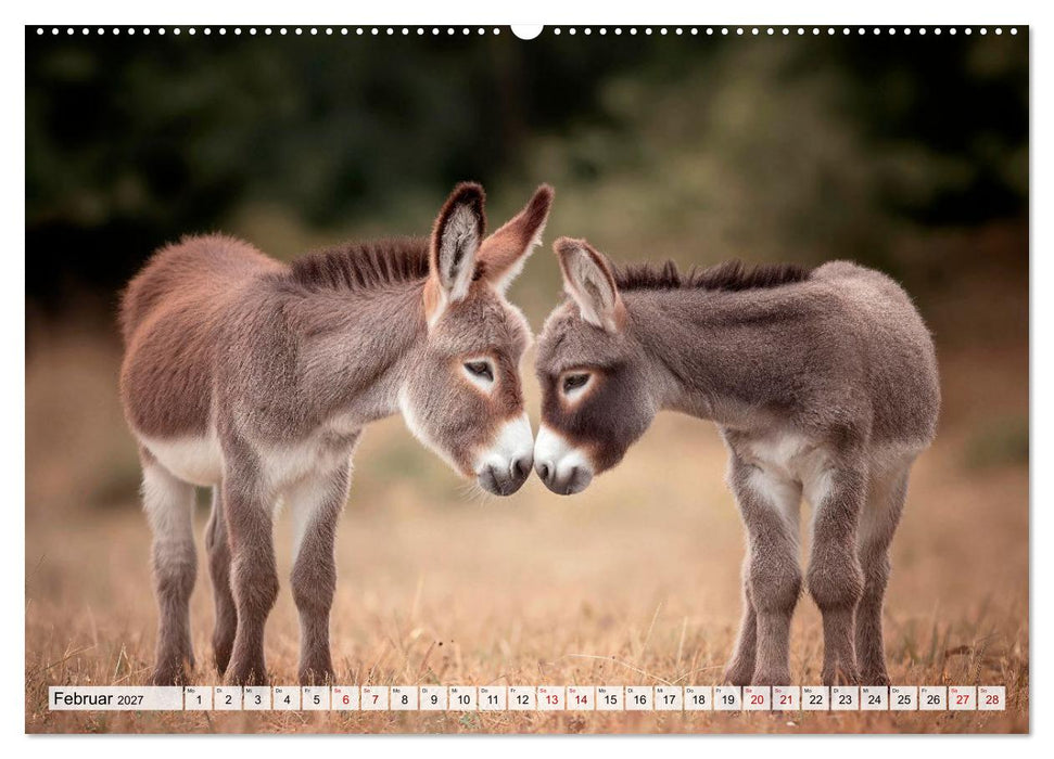 Esel - Charakterköpfe der Natur (CALVENDO Wandkalender 2027)