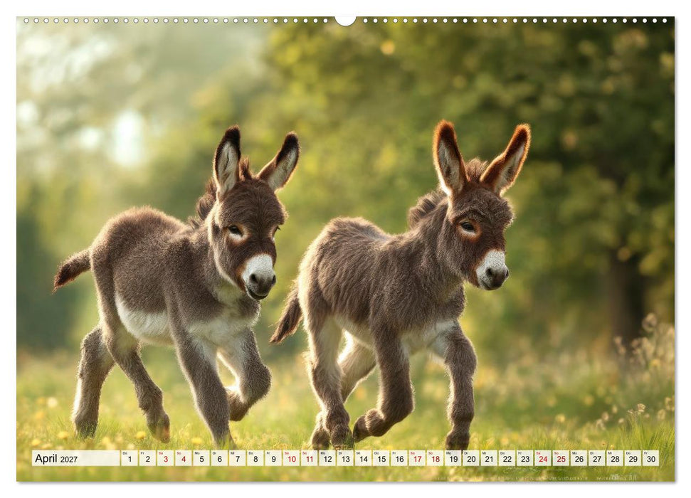 Esel - Charakterköpfe der Natur (CALVENDO Wandkalender 2027)