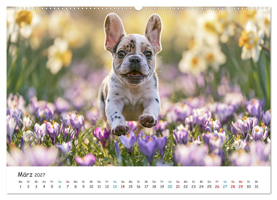 Französische Bulldoggen (CALVENDO Wandkalender 2027)