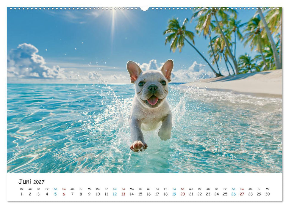 Französische Bulldoggen (CALVENDO Wandkalender 2027)