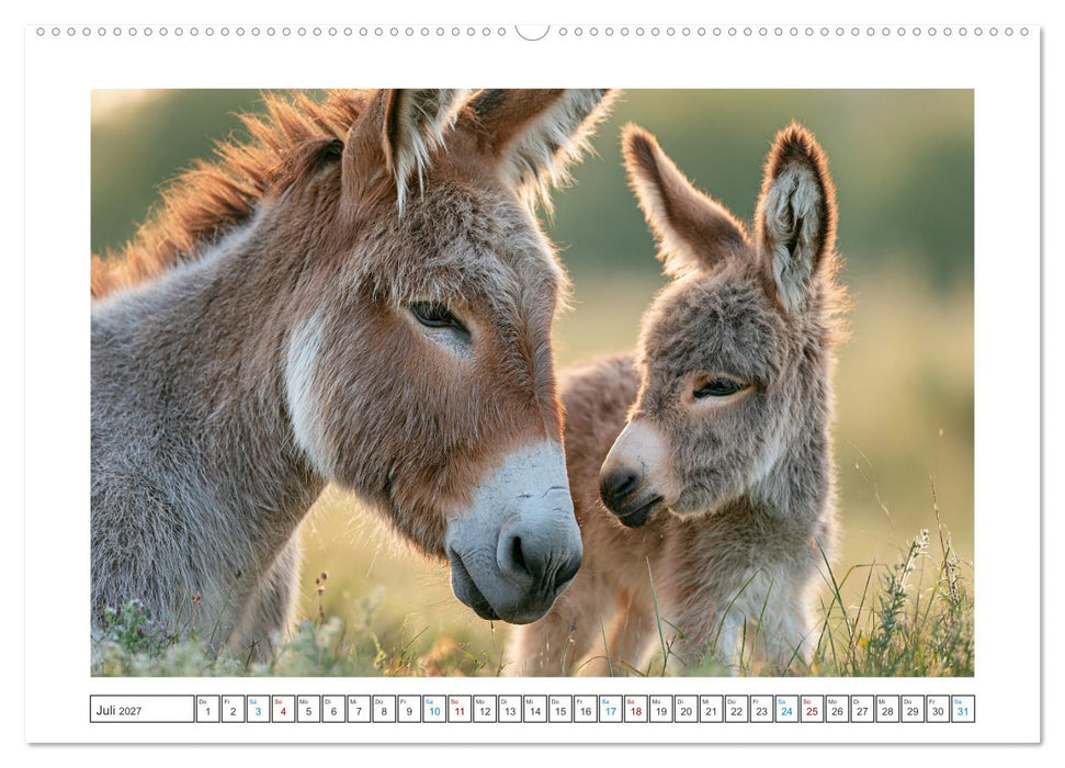 Eselliebe (CALVENDO Premium Wandkalender 2027)