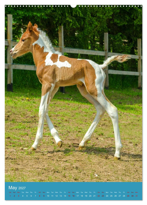 Young Arabian Elegance (CALVENDO Premium-Calendar 2027)