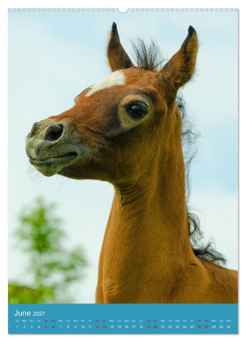 Young Arabian Elegance (CALVENDO Premium-Calendar 2027)