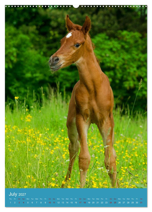 Young Arabian Elegance (CALVENDO Premium-Calendar 2027)
