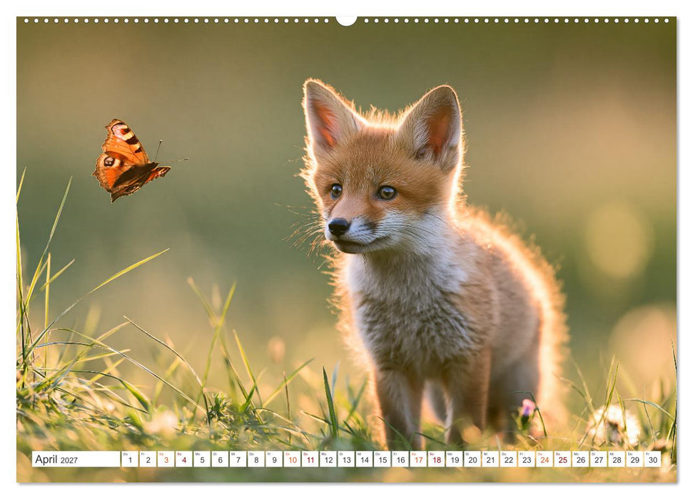 Einheimische Füchse (CALVENDO Premium Wandkalender 2027)