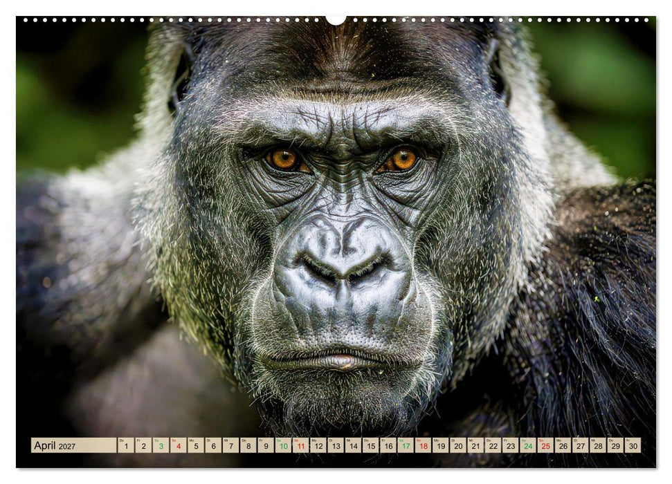 Berggorillas im Bwindi-Nationalpark (CALVENDO Wandkalender 2027)